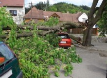 Kwikfynd Tree Cutting Services
colliewa