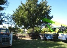 Kwikfynd Tree Management Services
colliewa